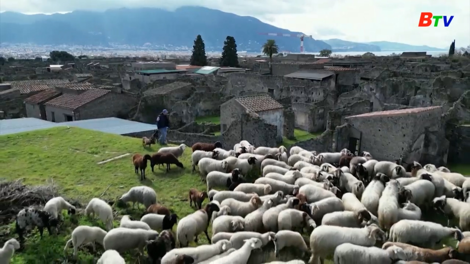 Cừu tham gia bảo tồn di tích thành cổ Pompeii